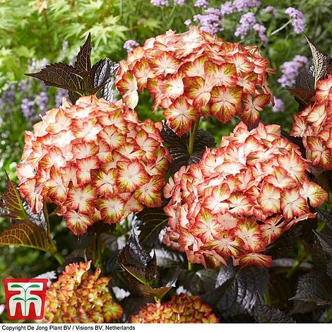 Hydrangea Macrophylla 'Light My Fire' 4 Hydrangea Macrophylla 'Light My Fire' - Image 4