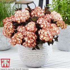 Hydrangea Macrophylla 'Light My Fire' 9 Hydrangea Macrophylla 'Light My Fire' -plant hyd light T5