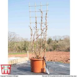 Hydrangea Petiolaris -plant hyd pet1