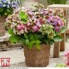 Hydrangea Macrophylla 'Lady Mata Hari Pink' (Royalty Collection)