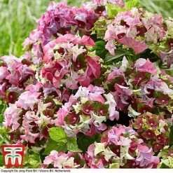 Hydrangea Macrophylla 'Lady Mata Hari Pink' (Royalty Collection) 5 Hydrangea Macrophylla 'Lady Mata Hari Pink' (Royalty Collection) -plant hyd pink T4