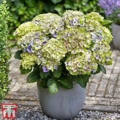 Hydrangea Macrophylla 'Magical Jewel' -plant hydr22