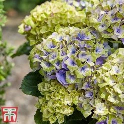 Hydrangea Macrophylla 'Magical Jewel' -plant hydr31