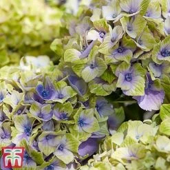 Hydrangea Macrophylla 'Magical Jewel' -plant hydr42