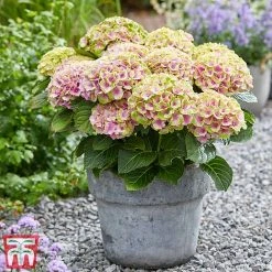 Hydrangea Macrophylla 'Magical Jewel' -plant hydr6