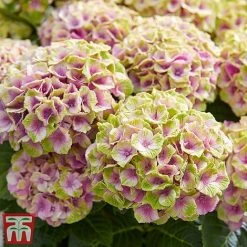Hydrangea Macrophylla 'Magical Jewel' -plant hydr7