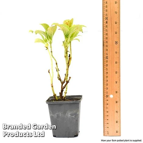 Hydrangea Macrophylla GLAM ROCK 'Horwack' 4 Hydrangea Macrophylla GLAM ROCK 'Horwack' - Image 4