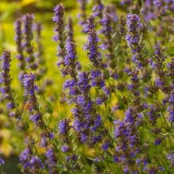 Blue Hyssop (Hyssopus) -plant hyssop hyssopus cropped 19 1