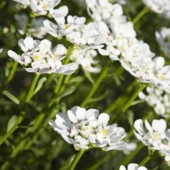 Purity Dwarf Candytuft (Iberis) -plant iberis sempervirens purity dwarf candytuft 59555 1 1