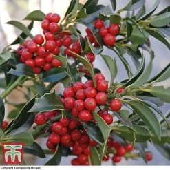 Holly 'Green Alaska' -plant ilex gree a