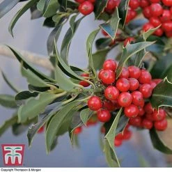 Holly 'Green Alaska' -plant ilex gree b