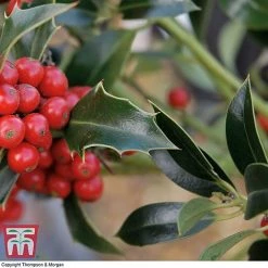 Holly 'Green Alaska' -plant ilex gree c