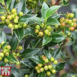 Holly 'Green Alaska' -plant ilex gree f