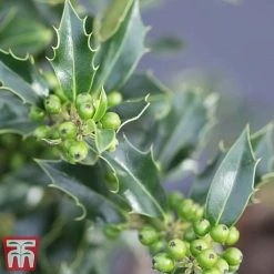 Holly 'Green Alaska' -plant ilex green e