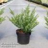 Ilex Crenata 'Glorie Dwarf'