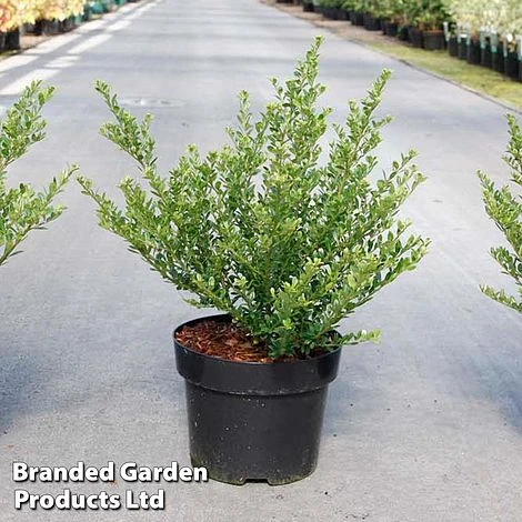 Ilex Crenata 'Glorie Dwarf' 1 Ilex Crenata 'Glorie Dwarf'