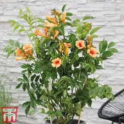 Campsis Duo -plant indian