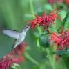 Jacob Cline Bee Balm