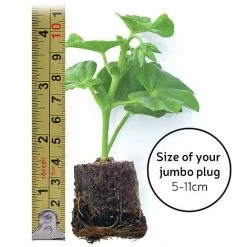 Nepeta 'Neptune' -plant jumboplugsize24