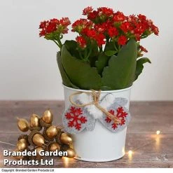 Christmas Kalanchoe - Gift 9 Christmas Kalanchoe - Gift -plant kali4