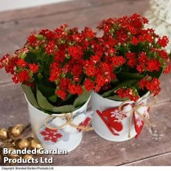 Christmas Kalanchoe - Gift 12 Christmas Kalanchoe - Gift -plant kali6