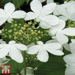 Viburnum Plicatum F. Tomentosum 'Kilimanjaro' -plant kili2