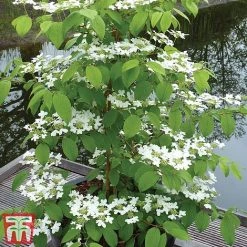 Viburnum Plicatum F. Tomentosum 'Kilimanjaro' -plant kili3