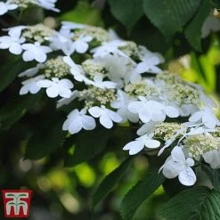 Viburnum Plicatum F. Tomentosum 'Kilimanjaro' -plant kili4