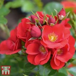 Rose 'Lots Of Kisses' (Shrub Rose)