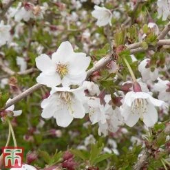 Prunus Incisa 'Kojo-No-Mai' -plant kojo