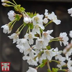Prunus Incisa 'Kojo-No-Mai' -plant kojo2