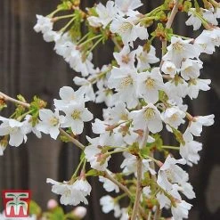 Prunus Incisa 'Kojo-No-Mai' -plant kojo3