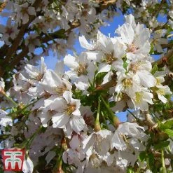 Prunus Incisa 'Kojo-No-Mai' -plant kojo4
