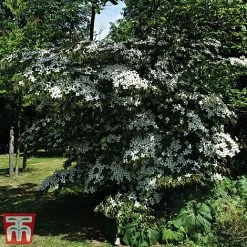 Cornus Kousa 'Teutonia'