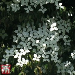 Cornus Kousa 'Teutonia' 7 Cornus Kousa 'Teutonia' -plant kuo
