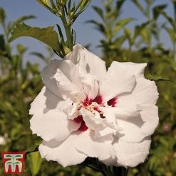 Hibiscus Syriacus 'Lady Stanley' -plant lady s2