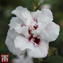 Hibiscus Syriacus 'Lady Stanley' -plant lady s4