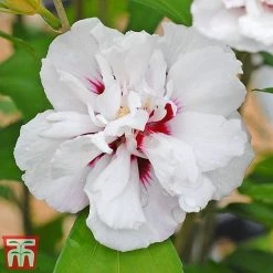 Hibiscus Syriacus 'Lady Stanley' -plant lady s6