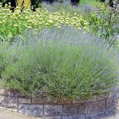 plant -plant lavandula angustifolia phlomis russeliana lampwick plant