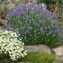 Wee One Dwarf English Lavender -plant lavandula angustifolia wee one with melampodium leucanthum 1