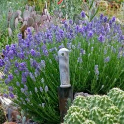 Wee One Dwarf English Lavender -plant lavandula angustifolia wee one with trowel for size cc 1