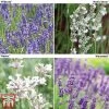 Lavender Collection