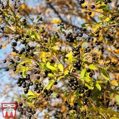 Ligustrum Vulgare -plant ligustrum