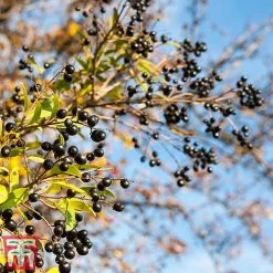 Ligustrum Vulgare -plant ligustrum2