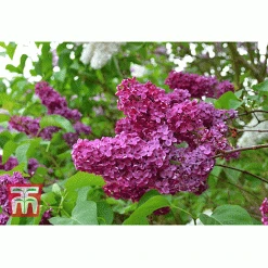 Syringa Vulgaris 'Andenken An Ludwig Späth' -plant lilac second image