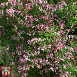 Honeysuckle 'Belgica' - Trellis -plant loni bel