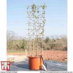 Honeysuckle 'Belgica' - Trellis -plant loni bel1