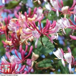 Honeysuckle 'Belgica' - Trellis -plant loni bel5