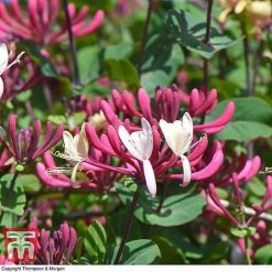 Honeysuckle 'Belgica' - Trellis -plant loni bel6