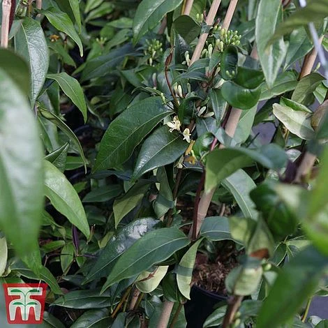 Honeysuckle 'Copper Beauty' 2 Honeysuckle 'Copper Beauty' - Image 2